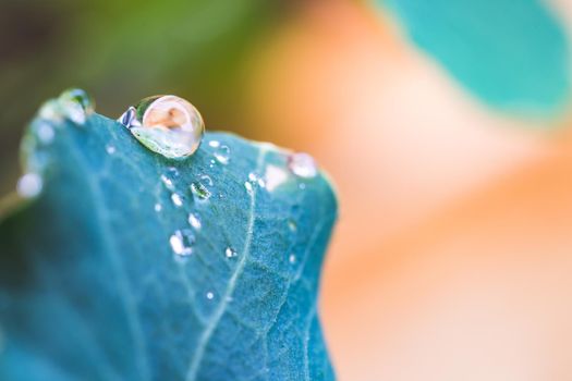 Close up of water drops on green leaf after rain. Freshness and environment.