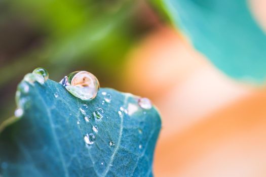 Close up of water drops on green leaf after rain. Freshness and environment.