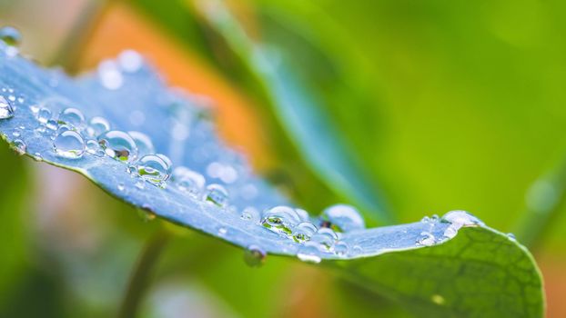 Close up of water drops on green leaf after rain. Freshness and environment.