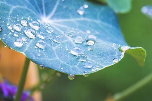 Close up of water drops on green leaf after rain. Freshness and environment.