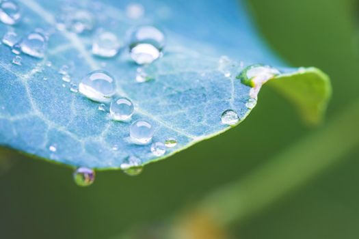 Close up of water drops on green leaf after rain. Freshness and environment.