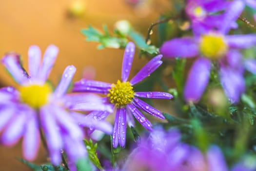 Close up of purple blossom with fresh waterdrops