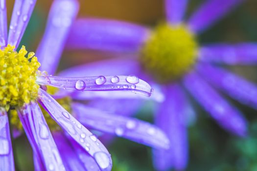 Close up of purple blossom with fresh waterdrops