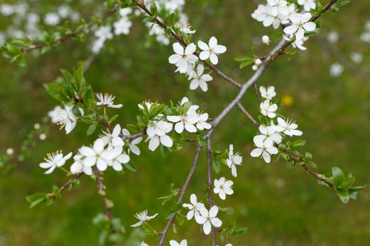 Selective focus, blossoming tree branch with white flowers. Concept of spring blossom, nature, park or home garden