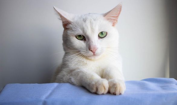 Portrait of an angry white cat on a white background.Angry white cat looks at the camera.