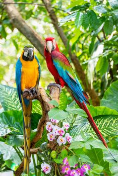 Blue and Gold Macaw or Ara Ararauna and Green Winged Macaw or Ara Chloroptera cute pets colorful birds, Beautiful nature wildlife of a Parrot pair is red and yellow on the green background