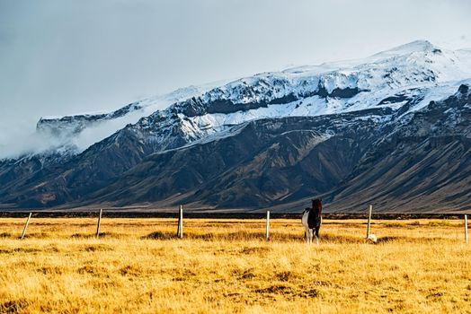 Horse standing in a field with mountains on background