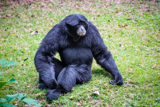 Wildlife in the nature Siamang gibbon or Symphalangus Syndactylus is a large black fur animal on the grass, mammal in the Primate family