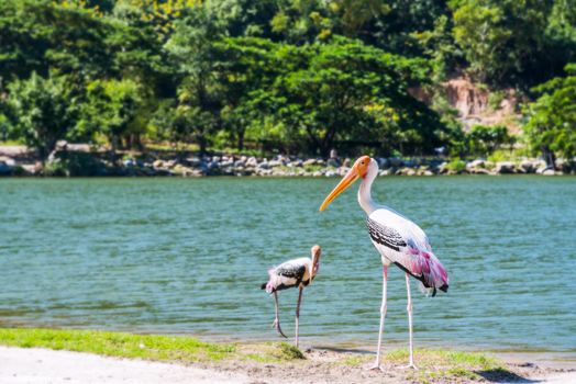 Painted stork or Mycteria Leucocephala, Large bird pair are walking foraging along the edge of the lake and looking, Wildlife in nature tranquil tropical forest of Thailand, copy space for background