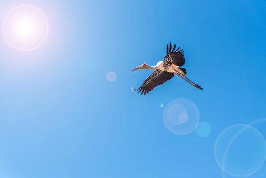 Painted Stork or Mycteria Leucocephala, Single big bird flying alone in the bright blue sky, Beautiful wildlife in nature add lens flare effect to sun and sunlight, copy space for background