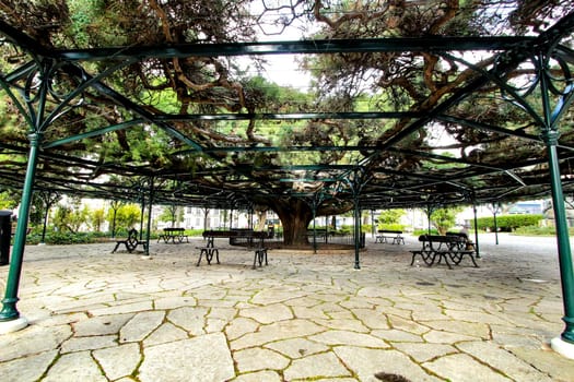 Beautiful and ancient Giant Cedar at Principe Real Garden in Lisbon