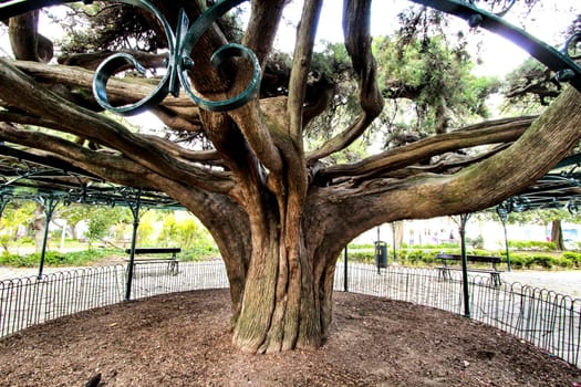 Beautiful and ancient Giant Cedar at Principe Real Garden in Lisbon