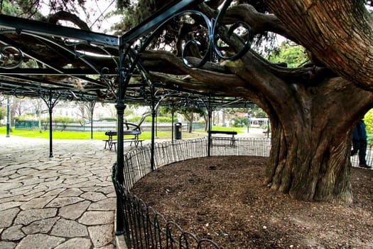 Beautiful and ancient Giant Cedar at Principe Real Garden in Lisbon