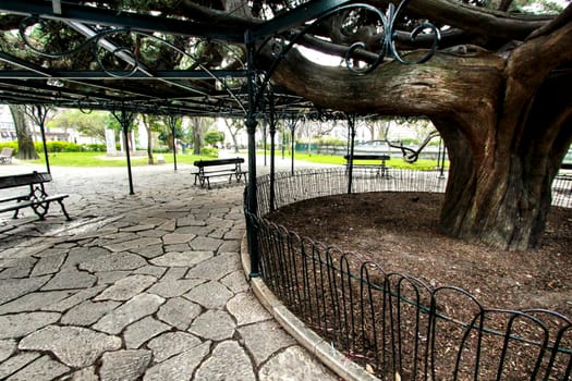 Beautiful and ancient Giant Cedar at Principe Real Garden in Lisbon