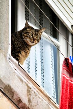 Cat leaning out of a window of an old house in Lisbon