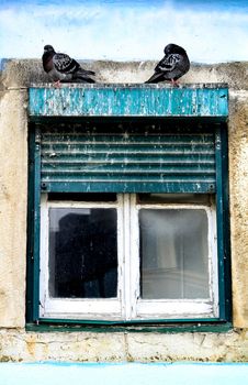 Pigeons standing on old window of a white facade in Lisbon