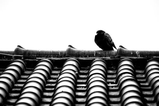 Black Pigeon standing on roof in Lisbon, Portugal