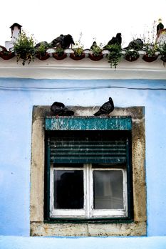 Pigeons standing on old window of a white facade in Lisbon