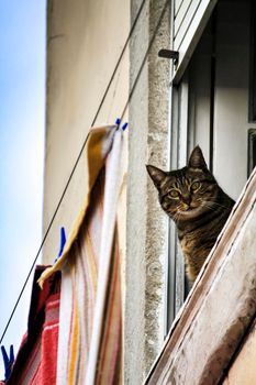 Cat leaning out of a window of an old house in Lisbon