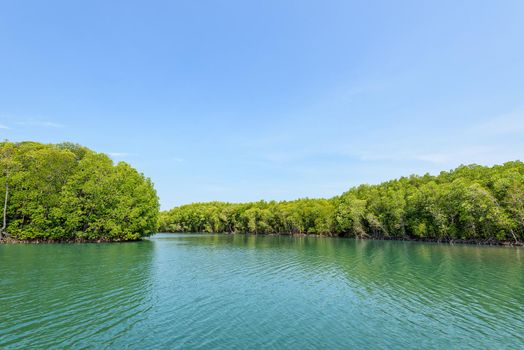 Beautiful nature landscape of mangrove forest at Phante Melaka Canal in summer. Water travel route to cruise to Crocodile Cave at Koh Tarutao National Park, Satun, Thailand