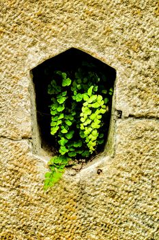 Beautiful Adiantum Capillus Veneris plant sticking out of natural stone wall