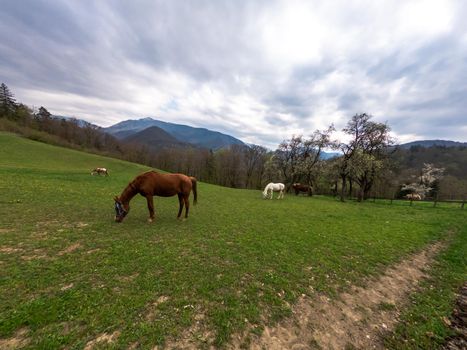 horses grazing in a meadow in nature.