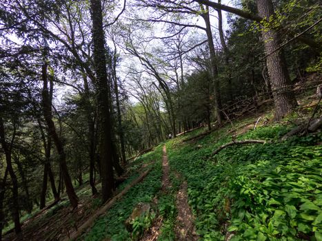 forest hiking trail for hiking.
