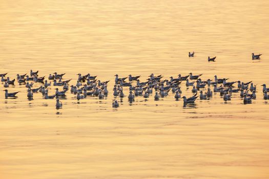 Seagulls floating on the sea surface