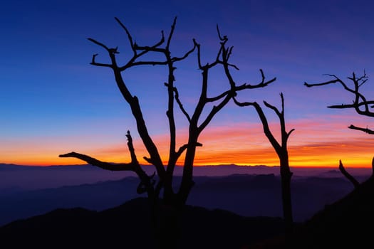 The dry tree in the morning With a beautiful sky background