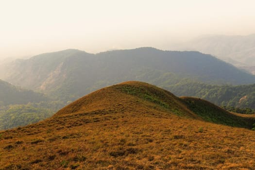 yellow field on top of the mountain at Monjong, Chiang Mai, Thailand