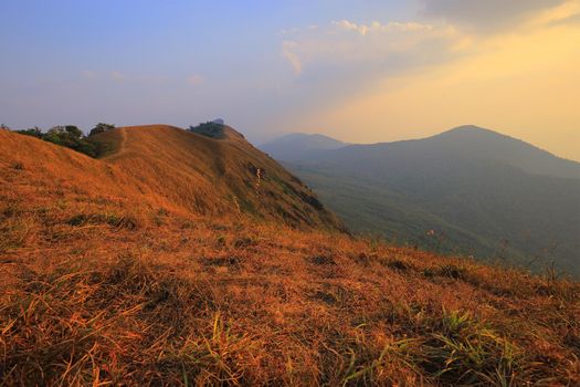 yellow field on top of the mountain at Monjong, Chiang Mai, Thailand