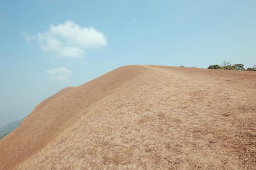 yellow field on top of the mountain at Monjong, Chiang Mai, Thailand