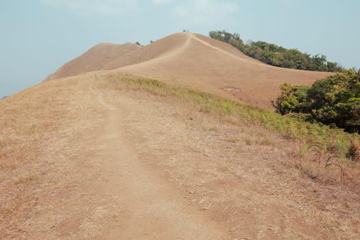 yellow field on top of the mountain at Monjong, Chiang Mai, Thailand
