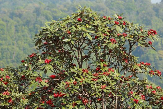 The name of these flowers is " Rhododendron". These Rhododendrons name is Peach pie. Scientific name is Rhododendron subgenus Hymenanthes.