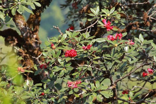 The name of these flowers is " Rhododendron". These Rhododendrons name is Peach pie. Scientific name is Rhododendron subgenus Hymenanthes.