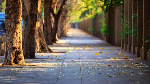 The road walkway has big trees. The morning is sunny.