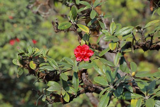 The name of these flowers is " Rhododendron". These Rhododendrons name is Peach pie. Scientific name is Rhododendron subgenus Hymenanthes.