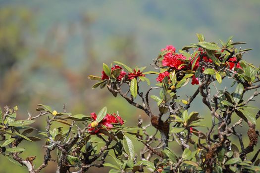 The name of these flowers is " Rhododendron". These Rhododendrons name is Peach pie. Scientific name is Rhododendron subgenus Hymenanthes.