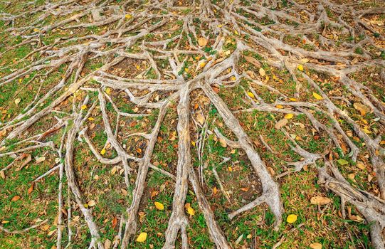 The roots of trees are abundant on the grass in the garden.