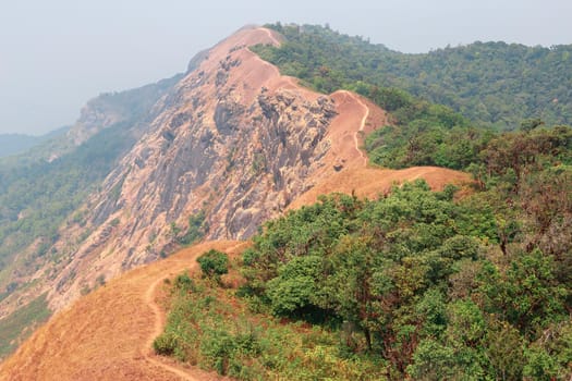 yellow field on top of the mountain at Monjong, Chiang Mai, Thailand