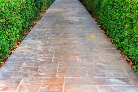 Walking paths in the park at sunny times
