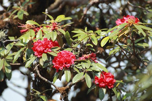The name of these flowers is " Rhododendron". These Rhododendrons name is Peach pie. Scientific name is Rhododendron subgenus Hymenanthes.