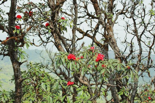 The name of these flowers is " Rhododendron". These Rhododendrons name is Peach pie. Scientific name is Rhododendron subgenus Hymenanthes.