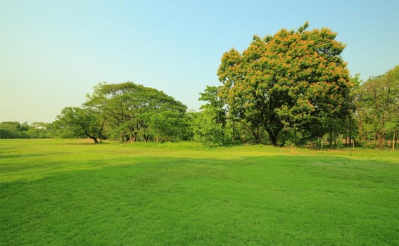 The park has fresh green lawns. On a sunny day
