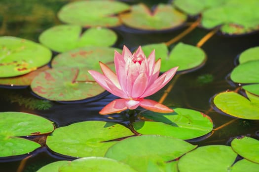 Pink lotus flowers blooming in a pond filled with green leaves.