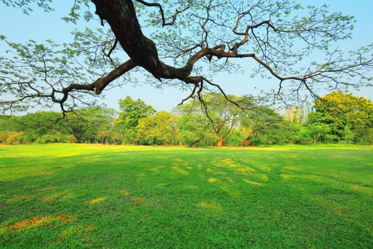 The park has fresh green lawns. On a sunny day