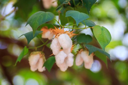 Cotton flower blossoms have a natural green background.