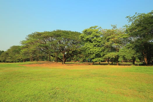 The park has fresh green lawns. On a sunny day