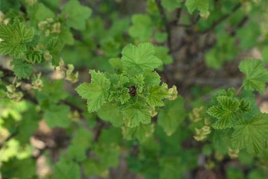 Selective focus, top view of blooming green leaves. Tree twig with young growing leaves. Concept of spring, summer, nature, park or gardening