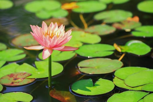 Pink lotus flowers blooming in a pond filled with green leaves.